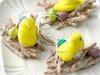 Bird Nests