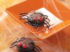 Creepy Spiders
