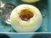 Bacon-Gouda Stuffed Onions